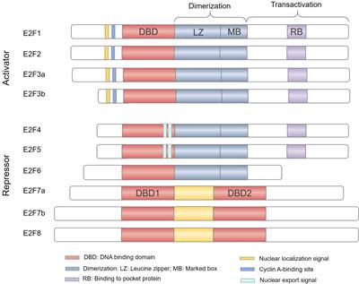 Emerging Role of E2F Family in Cancer Stem Cells